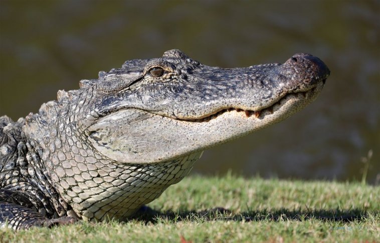 Alligator.jpg