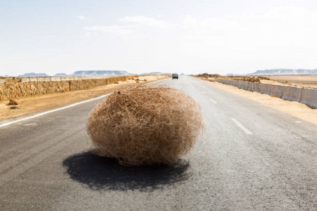 tumbleweed.jpg